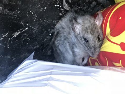A rat in a trash can from the rat zapper
