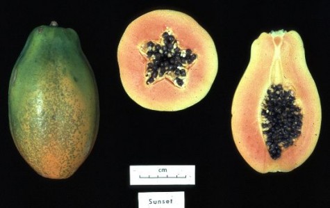 GMO papaya