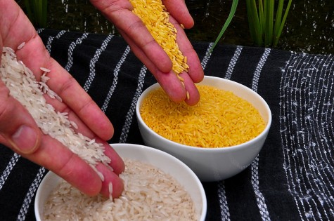 Golden rice is GMO