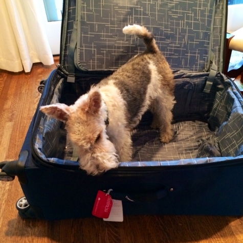 wire hair terrier suitcase