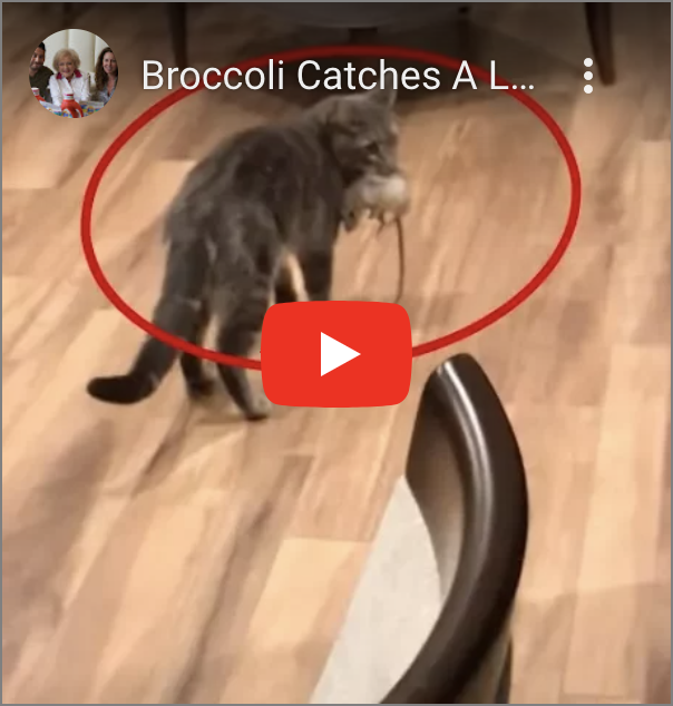 Broccoli who is a Grey Cat with Rat in his Mouth