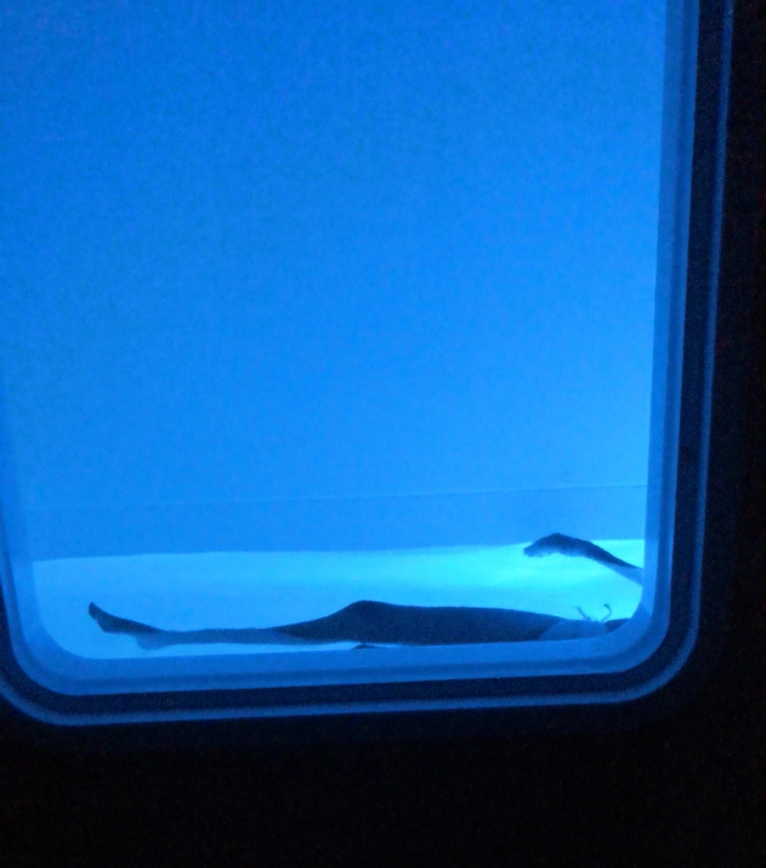 Photo of the interior of a sensory deprivation tank where a woman is floating in the water 